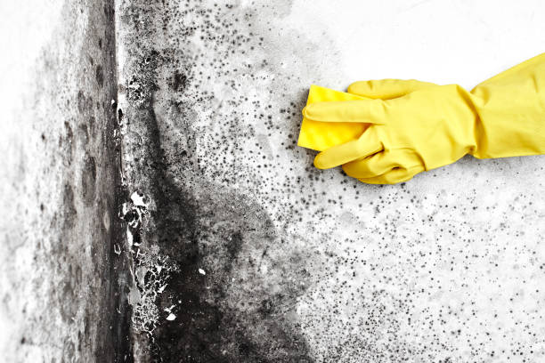 Professional Mold Remediation in Hays, KS