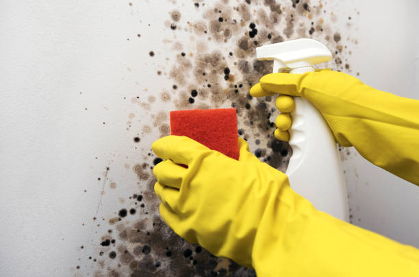 Best Emergency Mold Remediation in Hays, KS