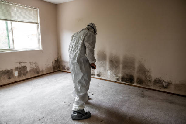 Best Crawl Space Mold Remediation in Hays, KS